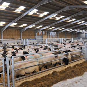 Steel Frame Agricultural Building
